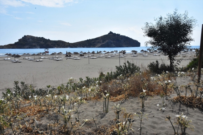 Koruma altındaki kum zambakları Akdeniz ve Ege sahillerini süslüyor